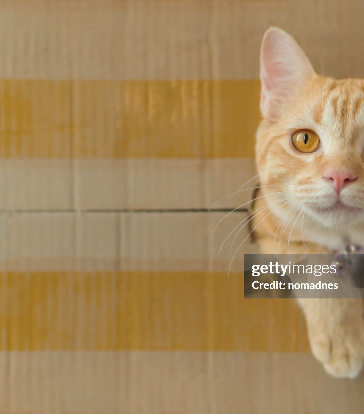 Gatos são líquidos: a ciência prova, mas tutores já sabiam