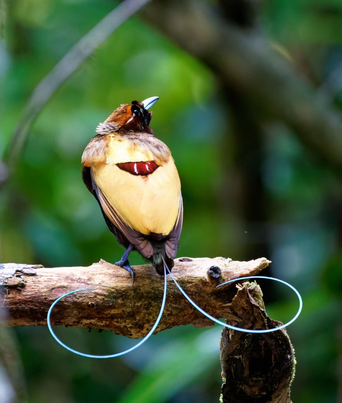 A maioria das aves-do-paraíso emite luz através de suas penas, diz estudo