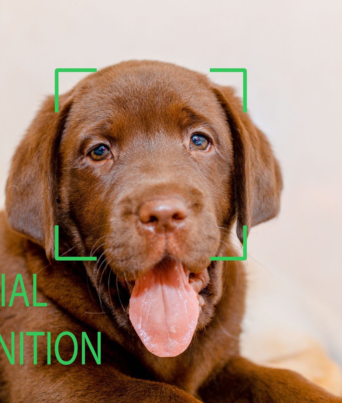 IA treinada em ler focinhos consegue identificar estresse e dor em animais