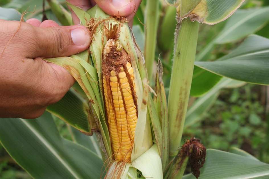 Milho ganha protagonismo no Ceará e deverá ser plantado com algodão na Chapada do Araripe - Negócios