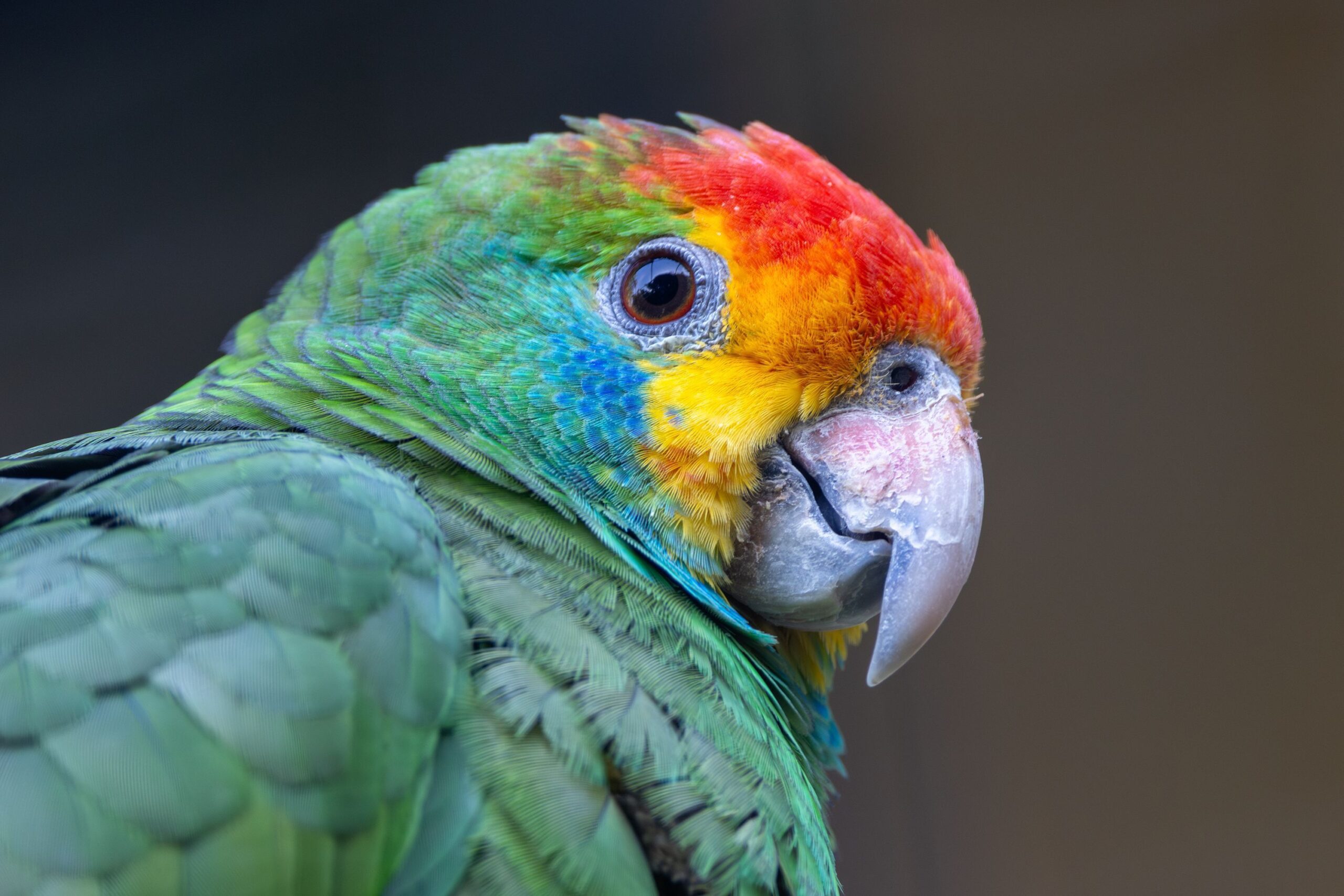 Papagaio-chauá volta ao seu hábitat em reserva de Mata Atlântica