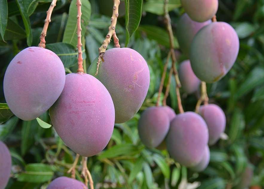 Tarifas: frutas cearenses devem buscar novos mercados - Egídio Serpa