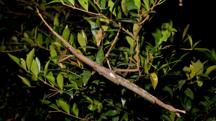 Inseto-pau gigante é descoberto por pesquisadores na Austrália