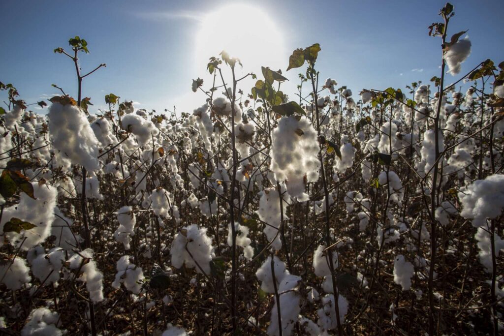 Governo do Ceará cria programa para impulsionar a produção de algodão