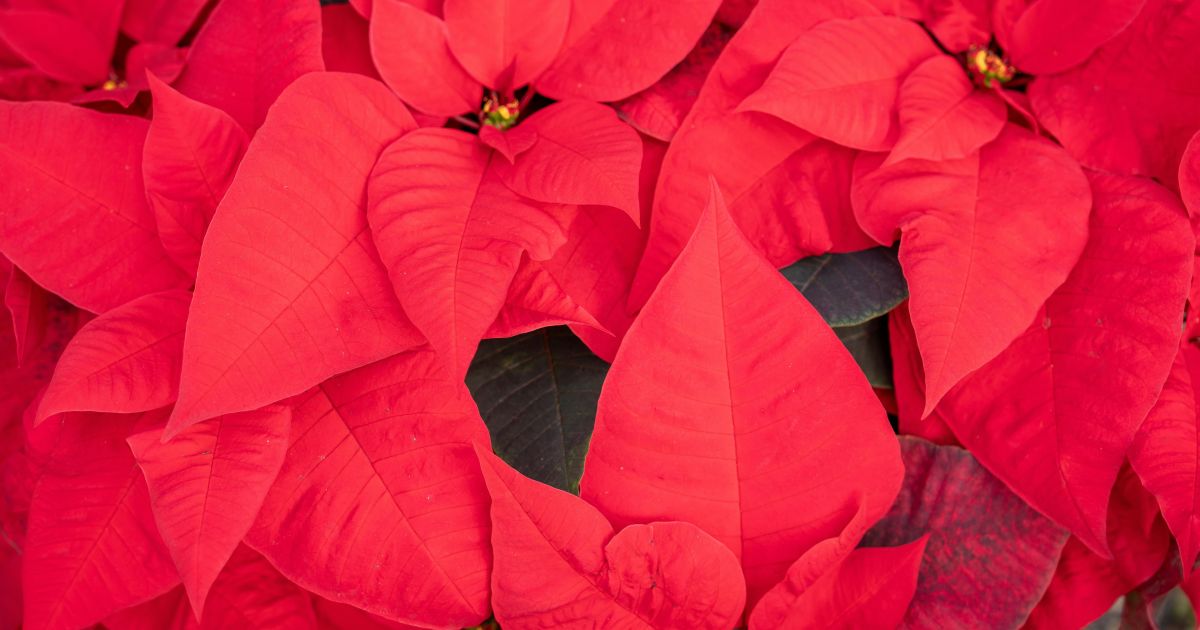 Poinsétia: como a planta sagrada dos astecas se tornou o símbolo do Natal