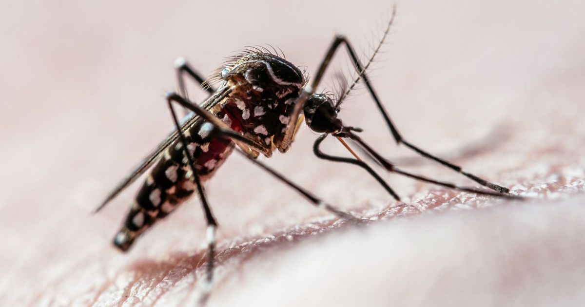 Vacina em dose única contra dengue é uma vitória, diz especialista à Kalil