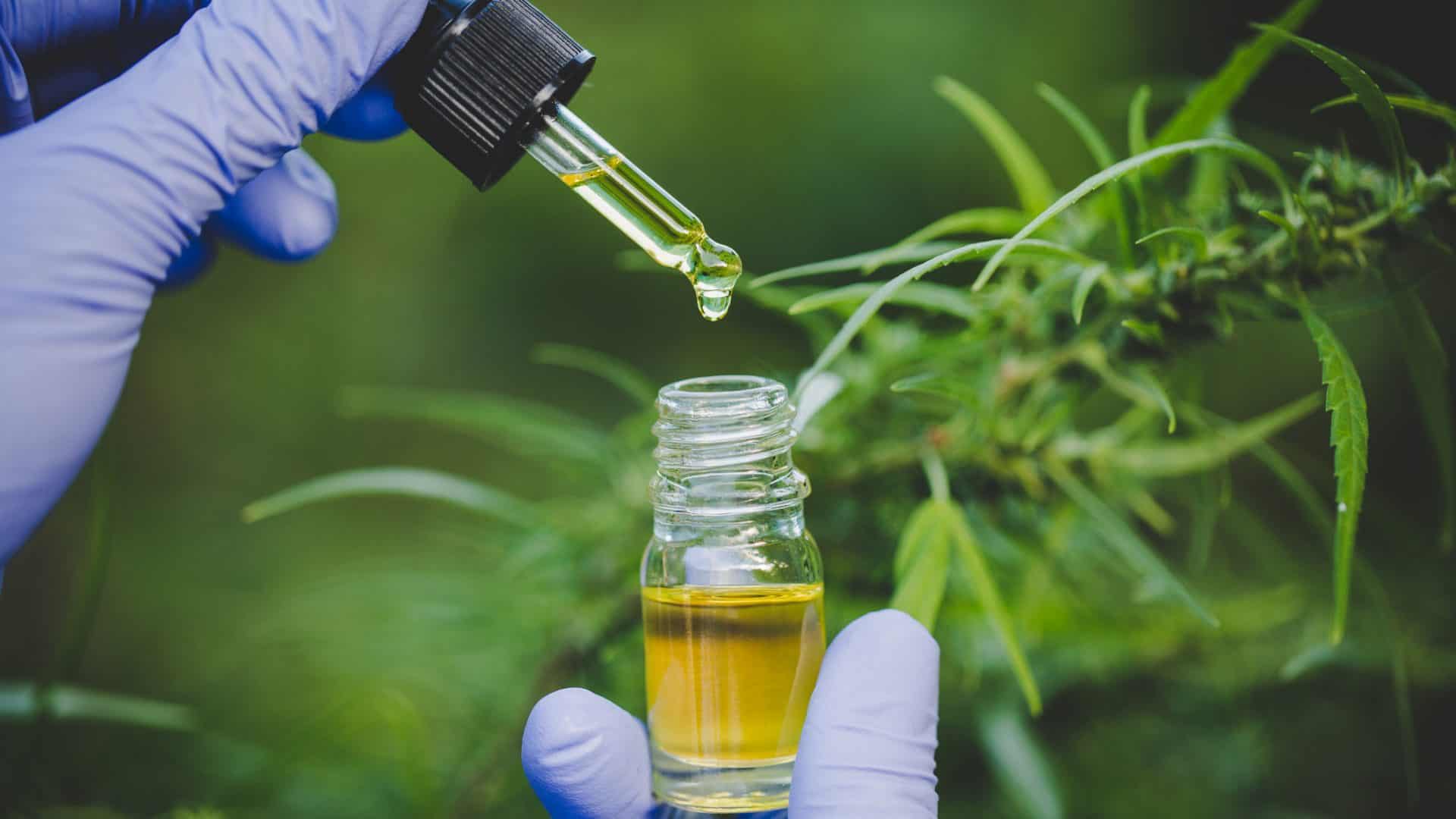 Anvisa aprova novas regras para uso da cannabis medicinal no Brasil