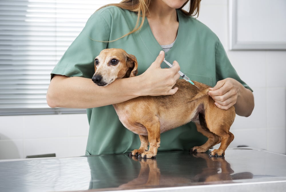Cuidados preventivos e tratamentos mais completos mudam a rotina da medicina veterinária no Brasil
