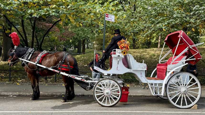 Fim de linha para uma tradição de Nova York? Carruagens do Central Park podem não ter mais lugar