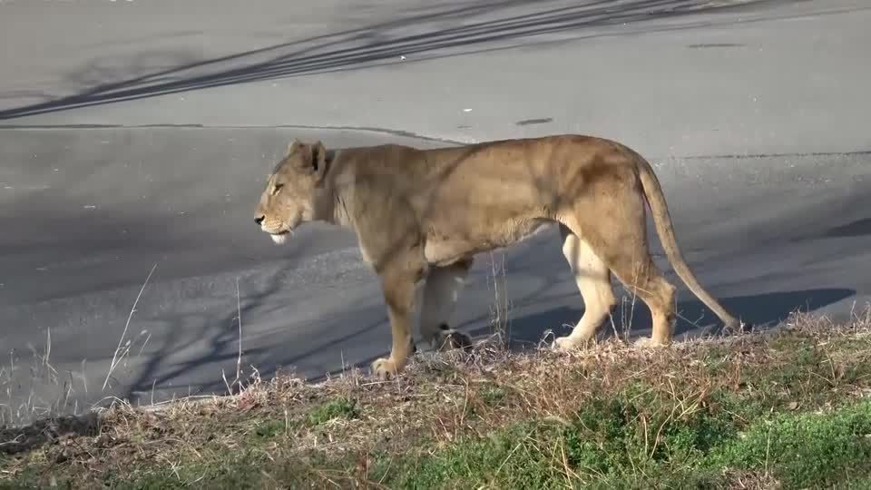 Três leoas morrem em zoológico de Tóquio em meio a onda de calor