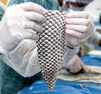 Ceará terá primeira fábrica do mundo de pele de tilápia para tratar queimaduras