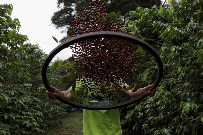 Café fica mais caro mesmo com o avanço da colheita