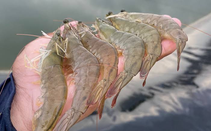 Ceará lidera produção de camarão no Brasil em 2025